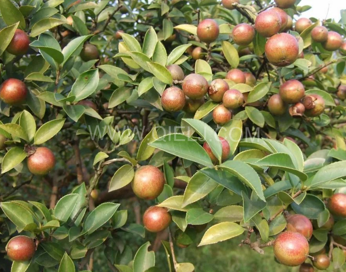 茶籽油壓榨設備認準企鵝機械，性能穩(wěn)定操作便利(圖1)